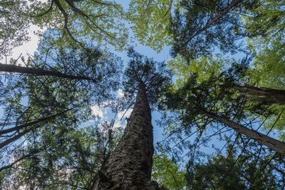 Low angle view of trees in forest