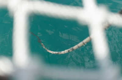 Close-up of turtle in sea