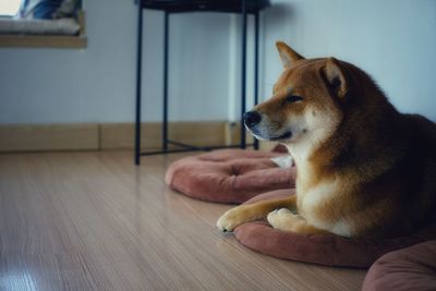 Dog looking away while sitting on table at home
