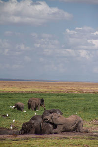 Elephant in a field