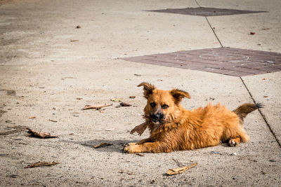 Portrait of dog relaxing on street