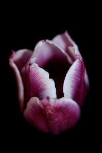 Close-up of pink rose against black background