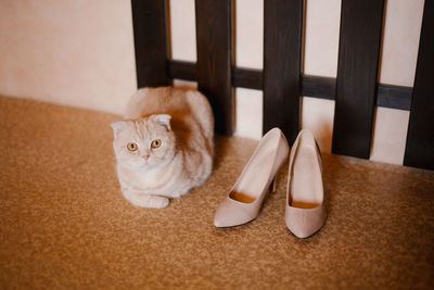 High angle view of cat relaxing at home near wedding shoes