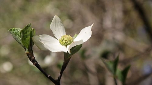 Close-up of white flowers blooming outdoors