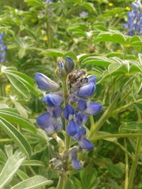 Close-up of bee on purple flower