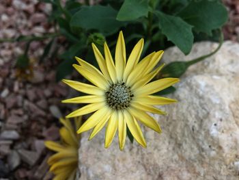 Close-up of yellow flower blooming outdoors