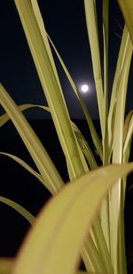 Close-up of illuminated yellow lights over plant