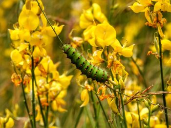 Close-up of yellow flowering plant