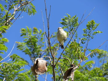 Low angle view of bird on branch against sky