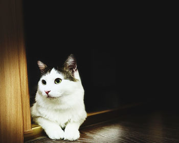 Close-up portrait of a cat