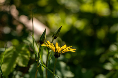 Flower in nature