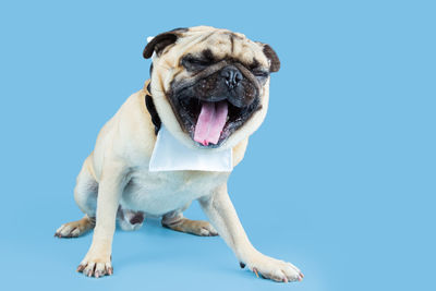 A cute and laughing pug in blue background