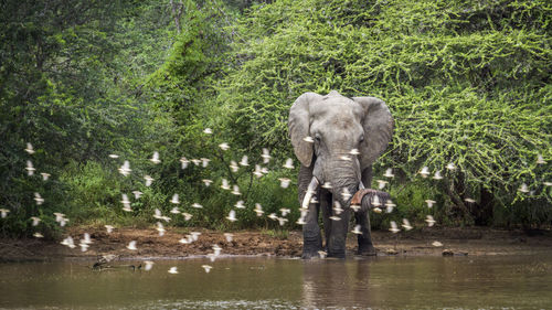 Elephant standing by birds at national park