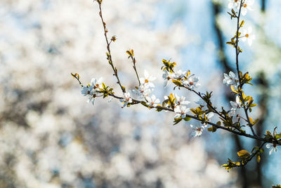 Low angle view of cherry blossoms in spring