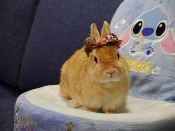 animal themes