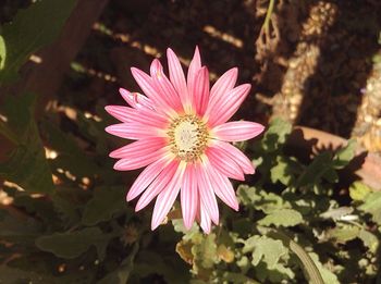High angle view of pink flower