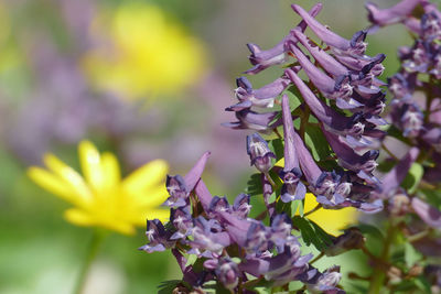 Close-up of purple flowering plant