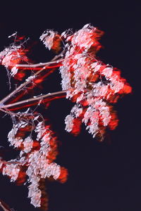 Close-up of red flowering plant against black background