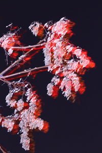 Close-up of flowering plant against black background