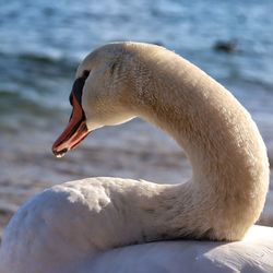 Close-up of swan swimming in lake