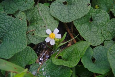 High angle view of flowering plant