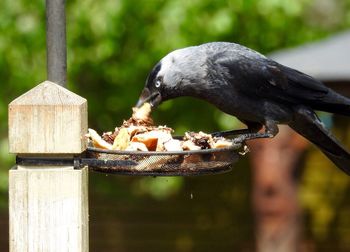 Close-up of bird perching on wood