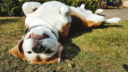 View of a dog lying down on field