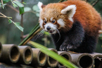 Close-up of a rabbit looking away