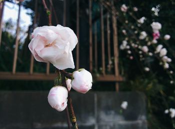 Close-up of fresh pink rose blooming outdoors