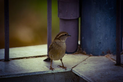 Close-up of bird perching on wall