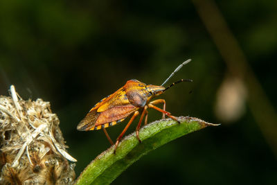 Close-up of insect on leaf