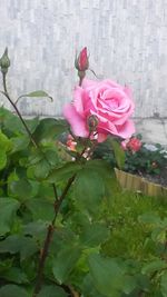 Close-up of pink rose