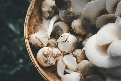 High angle view of mushrooms in basket on table