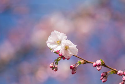 Close-up of white cherry blossom