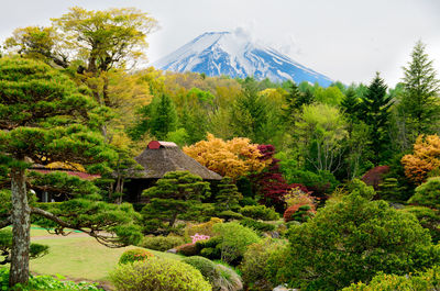 Scenic view of flowering plants and trees against sky