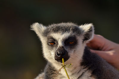 Close-up of hand feeding outdoors