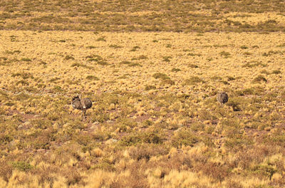 Back of two puna rhea or rhea tarapacensis bird in the ichu grass field of atacama desert, chile