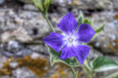 Close-up of purple flower