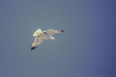 Low angle view of seagull flying in sky