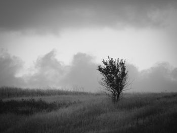 Tree on field against sky