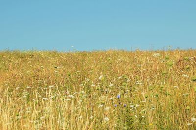 Scenic view of wheat field against clear blue sky