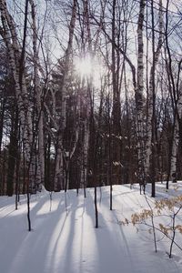 Snow covered trees