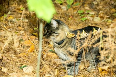 Cat on field