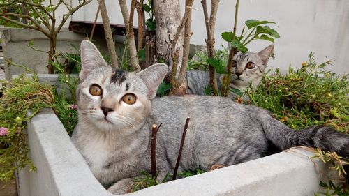 Portrait of cat sitting in backyard