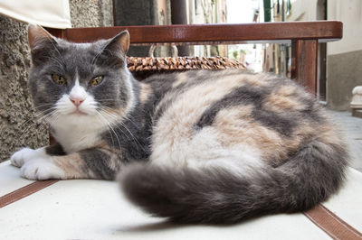 Portrait of cat relaxing on floor