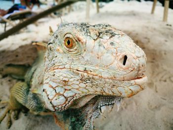 Close-up of a lizard