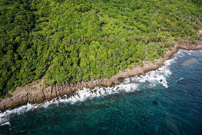 High angle view of sea amidst trees
