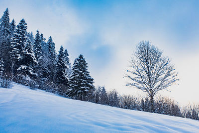 Snow covered plants against sky