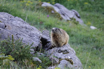 Sheep on rock