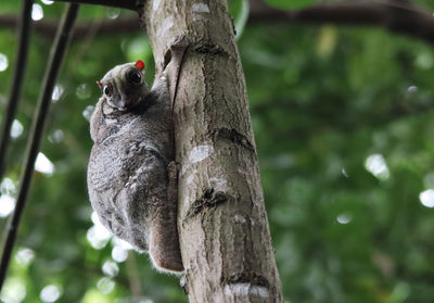 Close-up of squirrel perching on tree